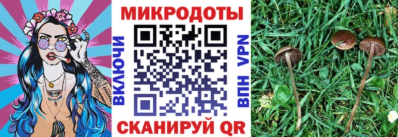 Купить закладки  Котлас  Псилоцибиновые грибы Psilocybine cubensis 
